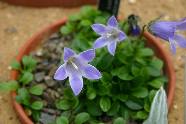 Campanula camissonis 'Superba' 