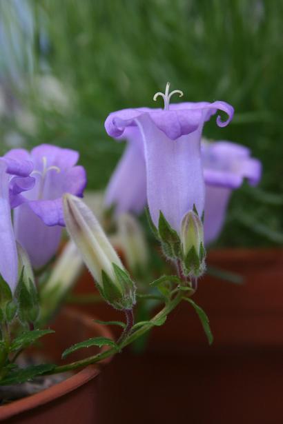 Campanula carpatha 