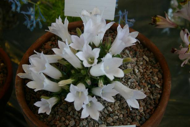 Campanula carpatha 