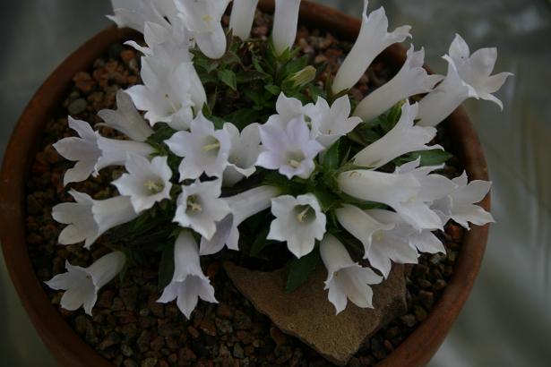 Campanula carpatha 'Alba' 