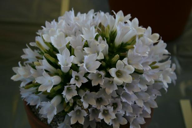 Campanula carpatha 'Alba' 