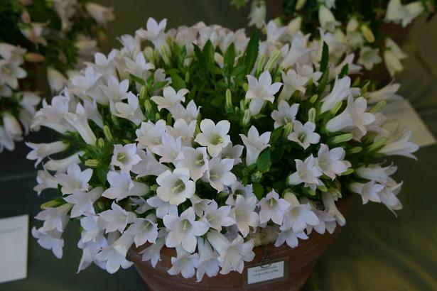 Campanula carpatha 'Alba' 