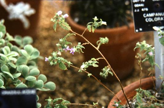 Campanula colorata 