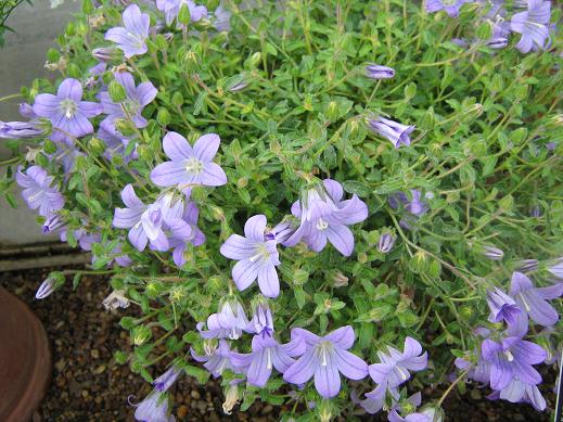 Campanula edulis 