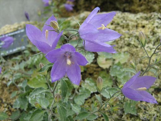 Campanula elatines 