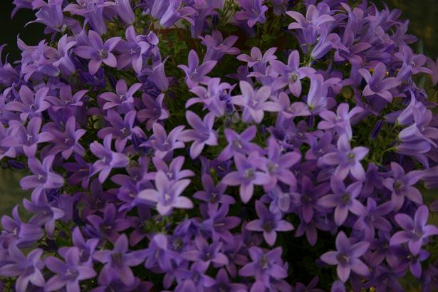 Campanula fenestrellata 