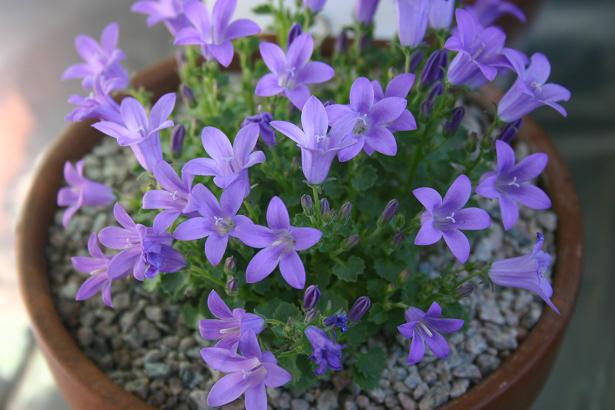 Campanula fenestrellata 