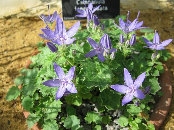 Campanula fenestrellata 