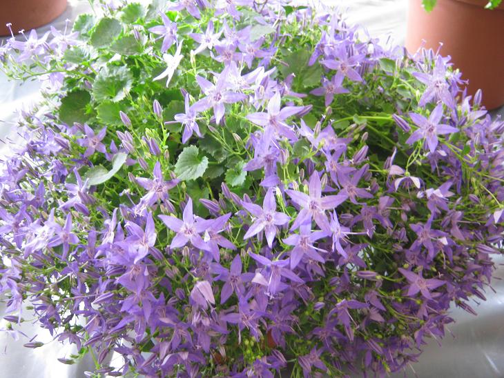 Campanula fenestrellata istriaca 