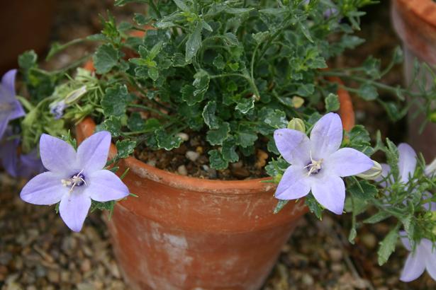 Campanula fragilis var hirsuta 