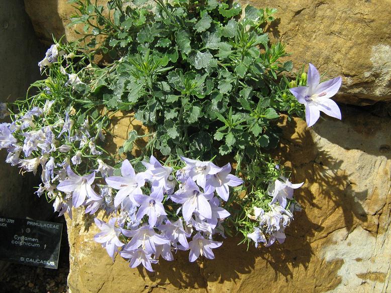 Campanula fragilis var hirsuta 