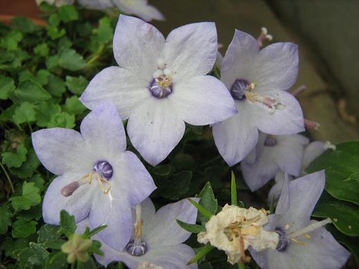 Campanula hirsuta var cavalonii 