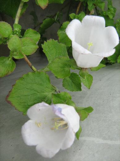 Campanula incurva 'Alba' 