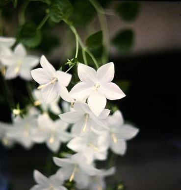 Campanula isophylla 'Alba' 