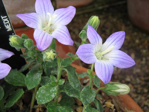 Campanula mollis 