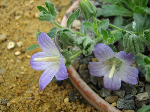 Campanula mollis 