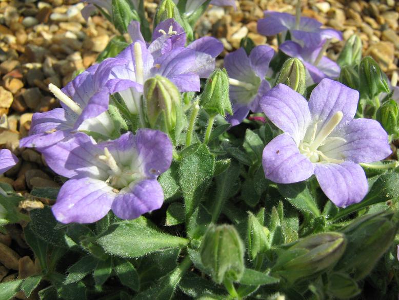 Campanula mollis 