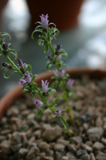 Campanula myrtifolia 