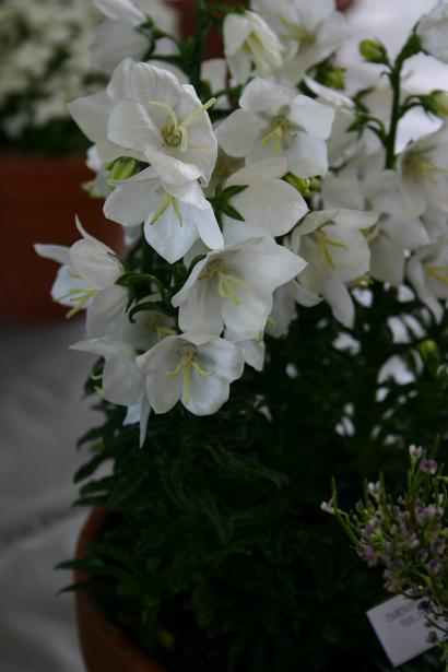 Campanula persicifolia var planiflora f alba 