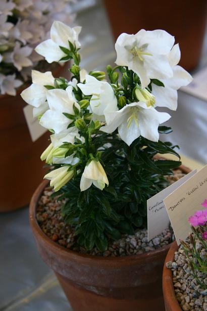 Campanula persicifolia var planiflora f alba 