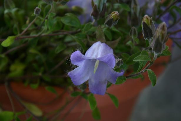 Campanula petrophila 