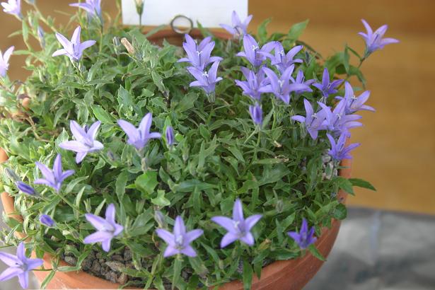 Campanula piperi 