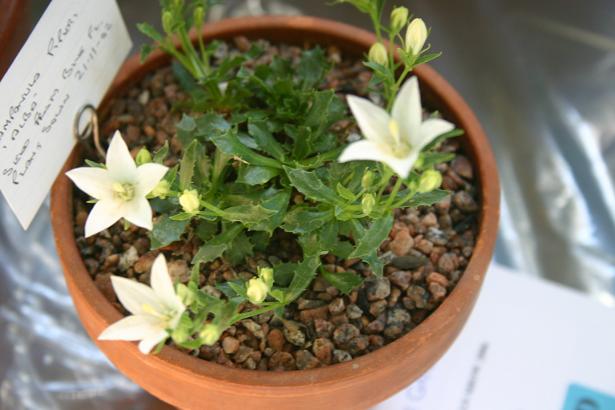 Campanula piperi 'Alba' 