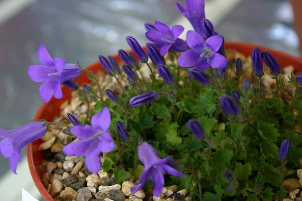 Campanula portenschlagiana 