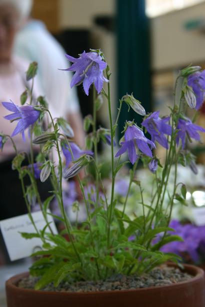 Campanula sarmatica 