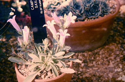 Campanula saxatilis 