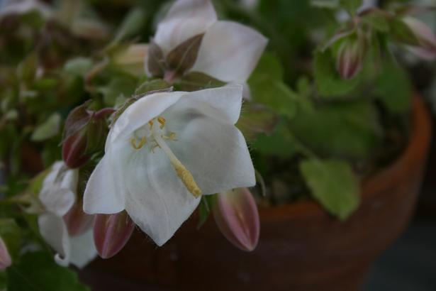 Campanula 'Seraglio' 