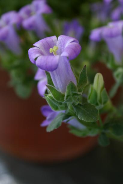 Campanula thessala 