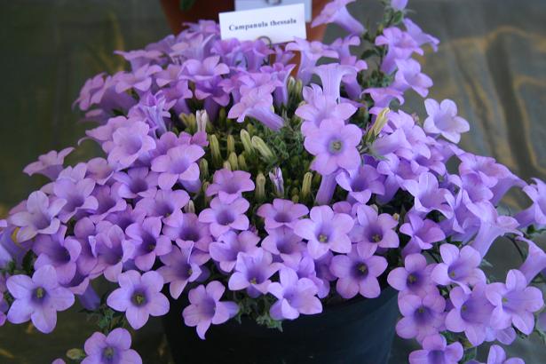 Campanula thessala 