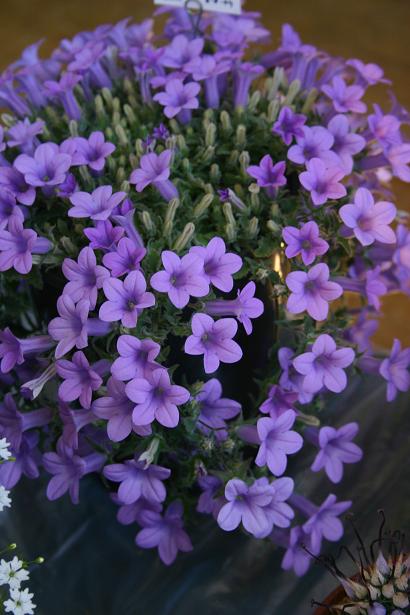 Campanula thessala 