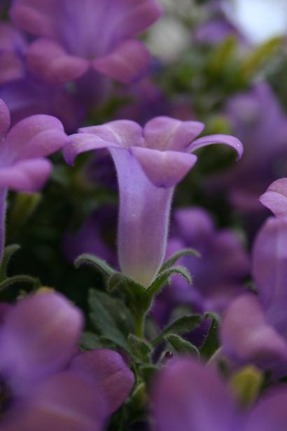 Campanula thessala 