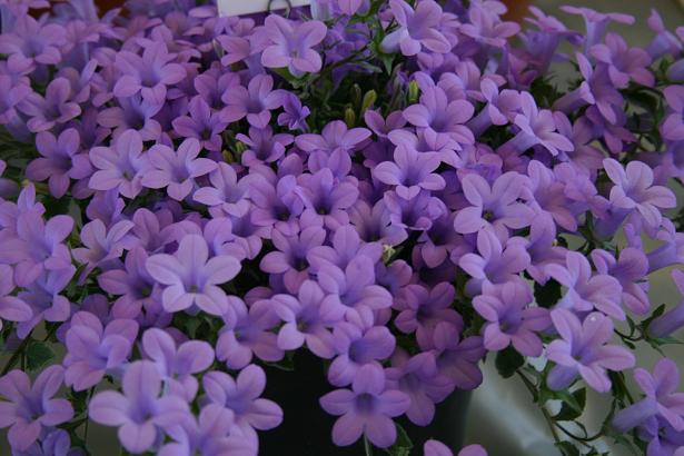 Campanula thessala 