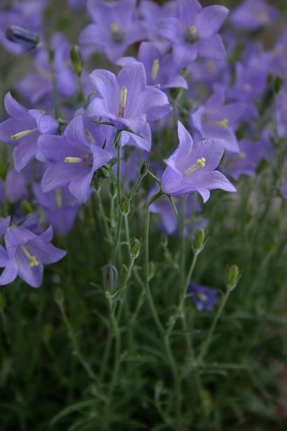 Campanula 'Timsbury Perfection' 