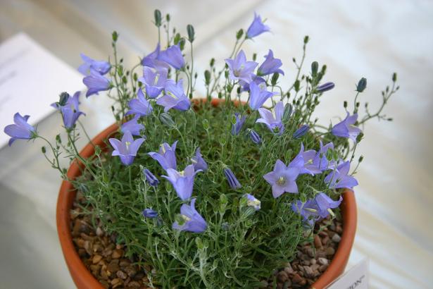 Campanula 'Timsbury Perfection' 