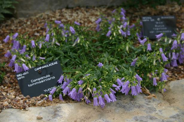 Campanula tommasiniana 