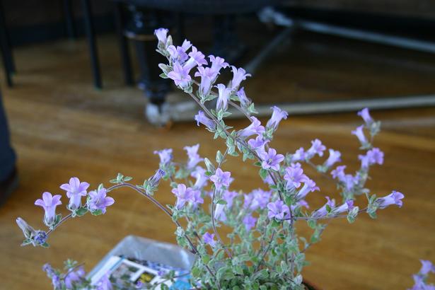 Campanula topaliana 