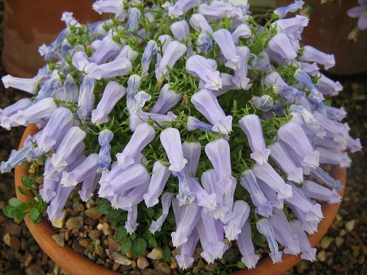 Campanula zoysii 