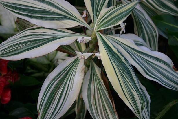 Campelia zanonia 'Mexican Flag' 