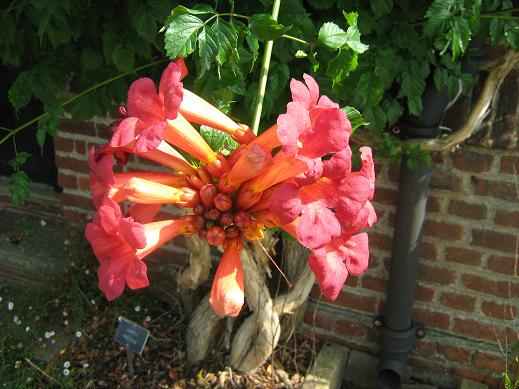 Campsis radicans 