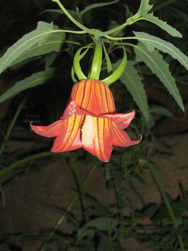 Canarina canariensis 