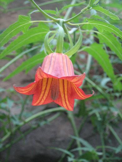 Canarina canariensis 