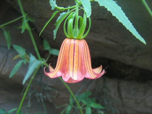 Canarina canariensis 