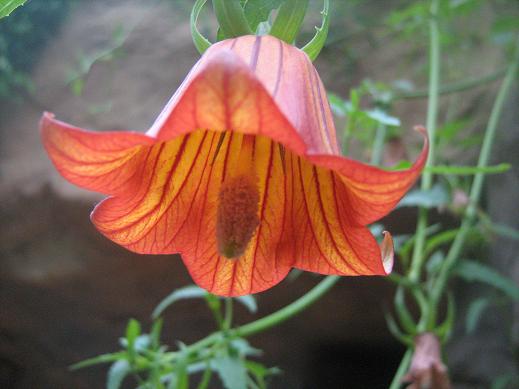 Canarina canariensis 