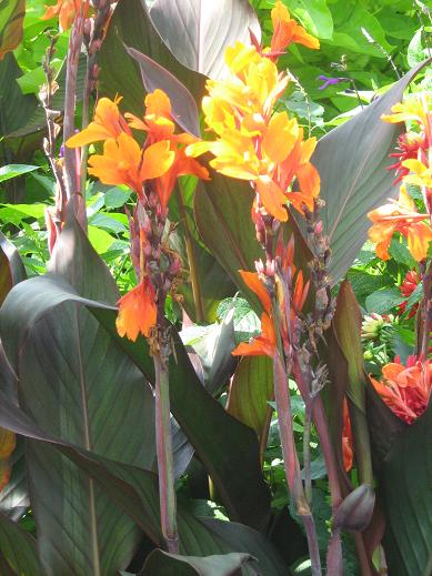 Canna 'Brighton Orange' 