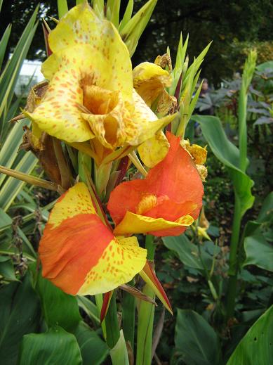 Canna 'Cleopatra' 