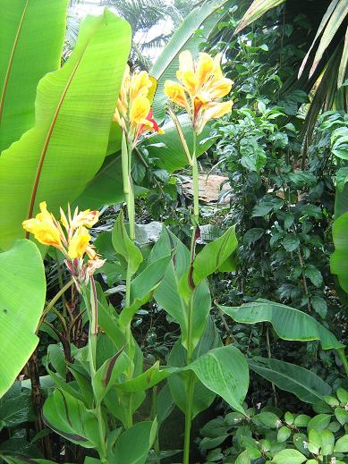 Canna 'Cleopatra' 